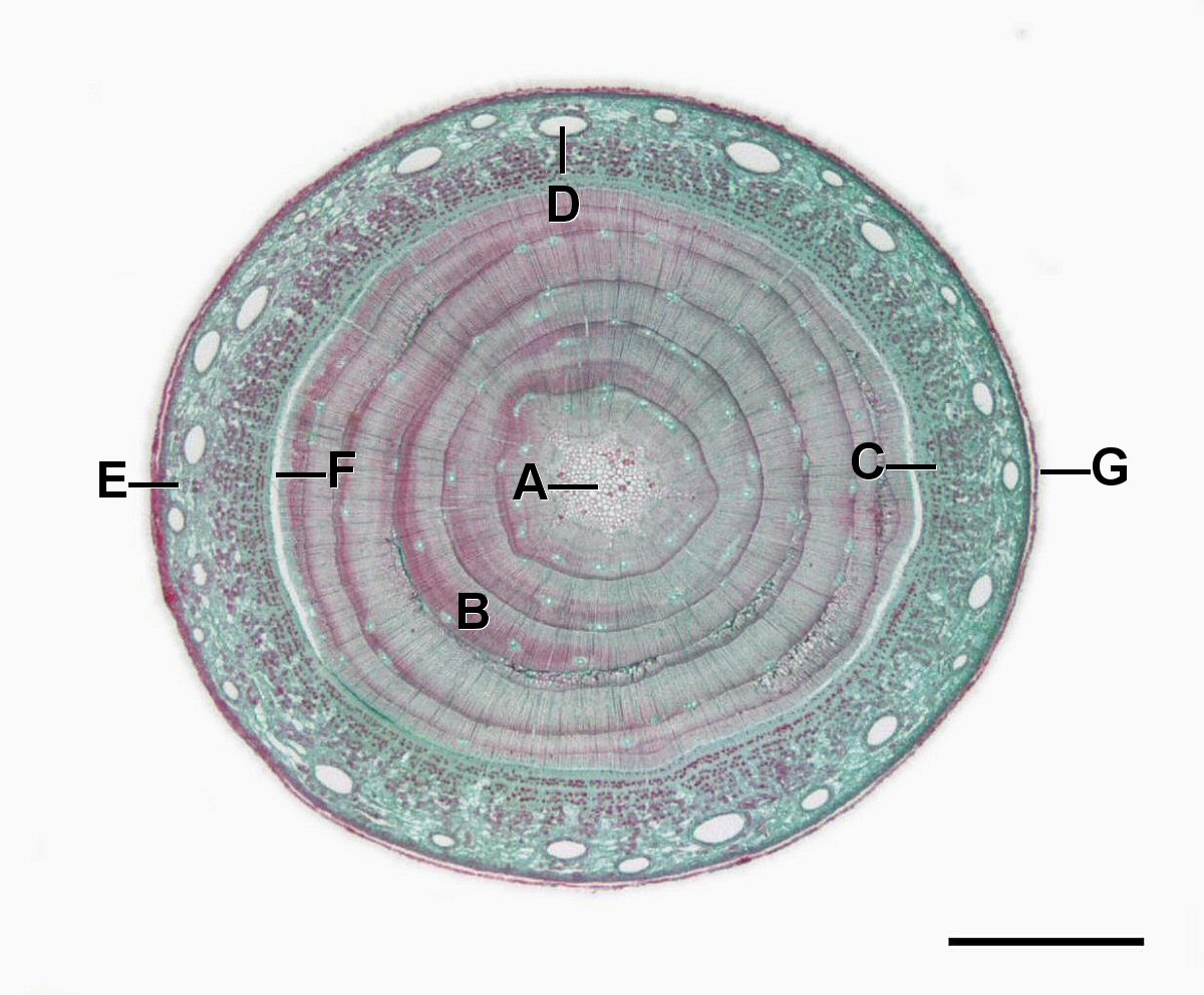 A cross section through a mature pine stem section
