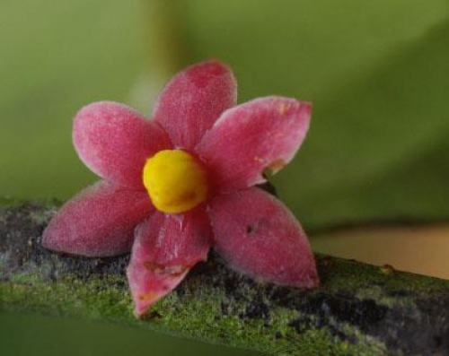 Una pequeña flor con un perianto rosado. En el centro de la flor, hay anteras apretadas pero no hay estigma ni estilo visible.