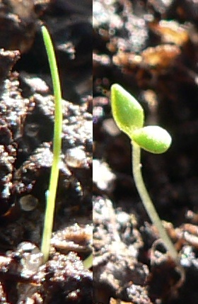 Two seedlings. The seedling on the left has a single curled leaf, on the right the seedling has two leaves.