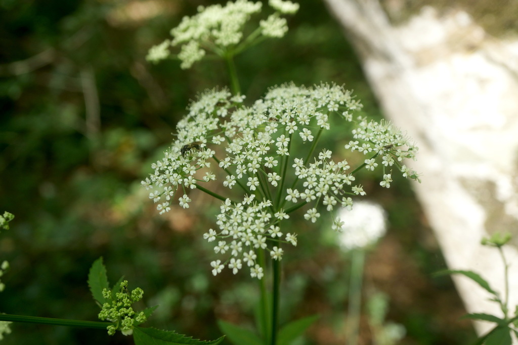 An umbel inflorescence where each pedicel has its own umbo of tiny white florets