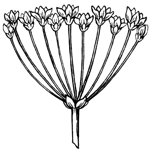 An umbel, where the pecidels attach to a single point and end in florets