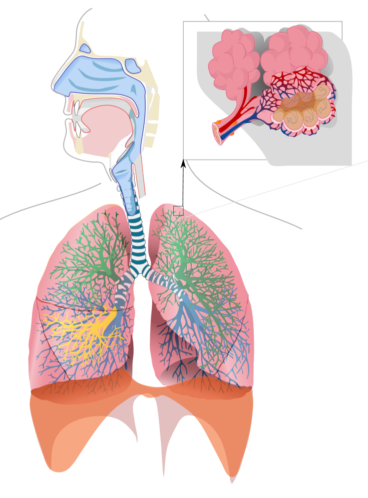 Diagram of respiratory anatomy for labeling