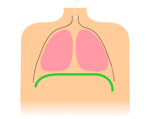 Animation of Diaphragmatic breathing