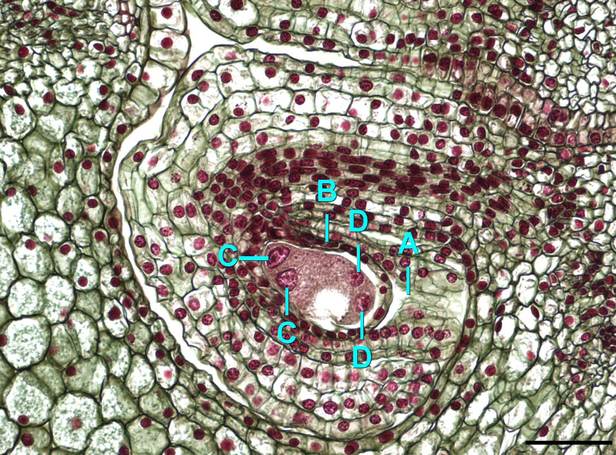 Una sección transversal de un ovario de Lilium, mostrando solo el óvulo