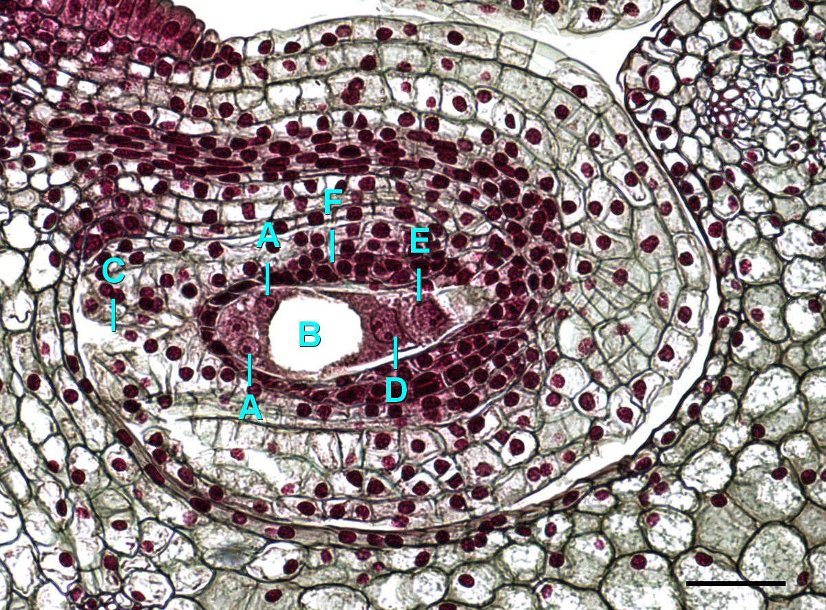 Una sección transversal de un ovario de Lilium, mostrando solo el óvulo, en una etapa posterior de desarrollo