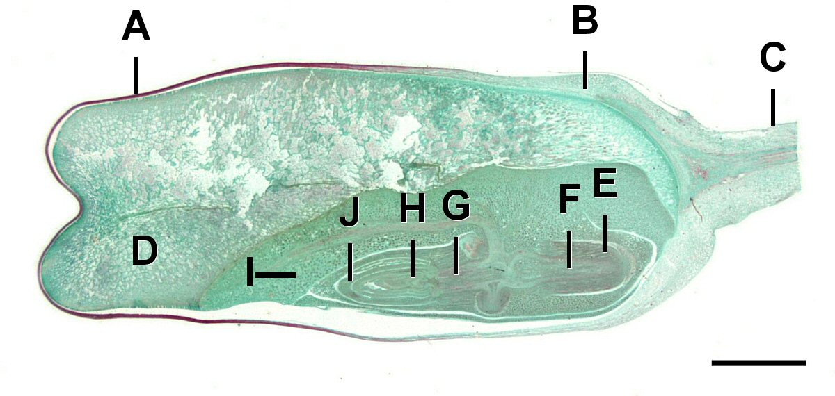 Una sección longitudinal de un grano de maíz que muestra el embrión en crecimiento