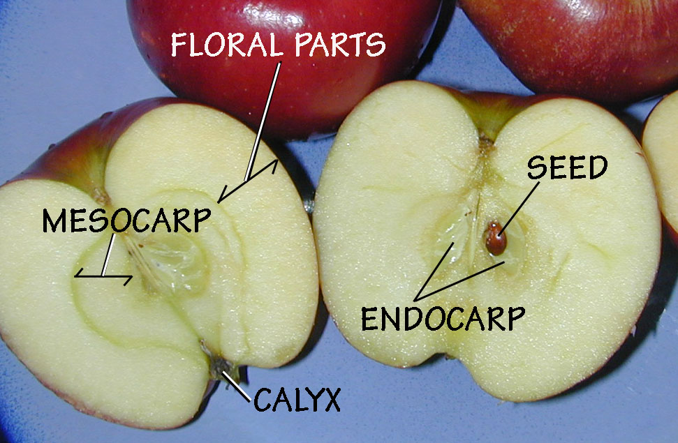 una manzana cortada por la mitad. La parte carnosa de la manzana está etiquetada como “partes florales”