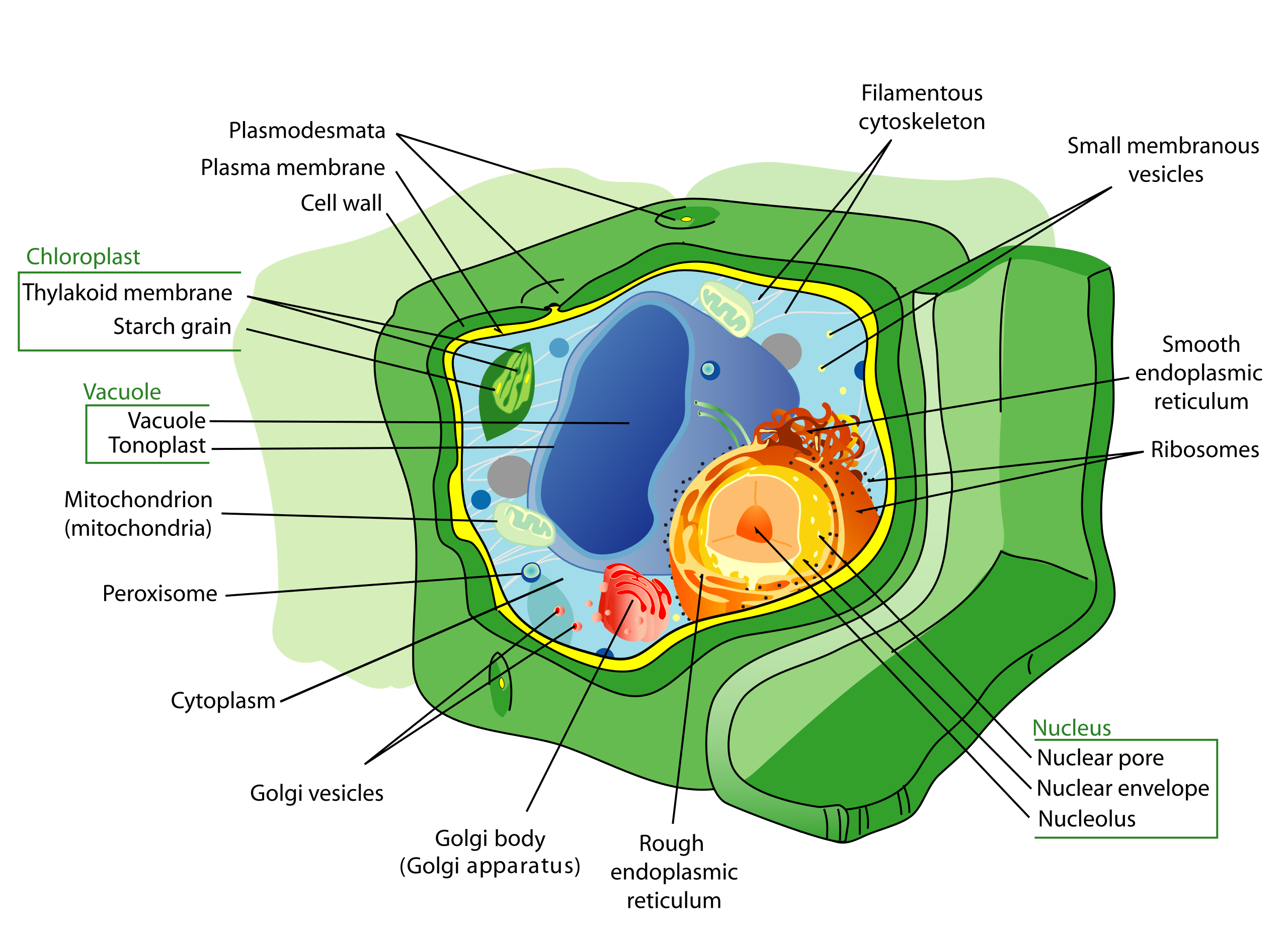 Una célula vegetal con todos los orgánulos y estructuras marcadas.