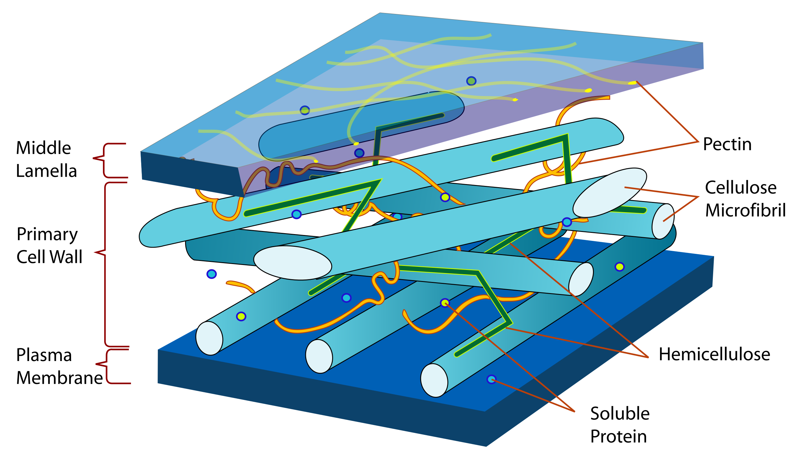Las estructuras en capas que forman la membrana celular, la pared primaria y las laminillas medias