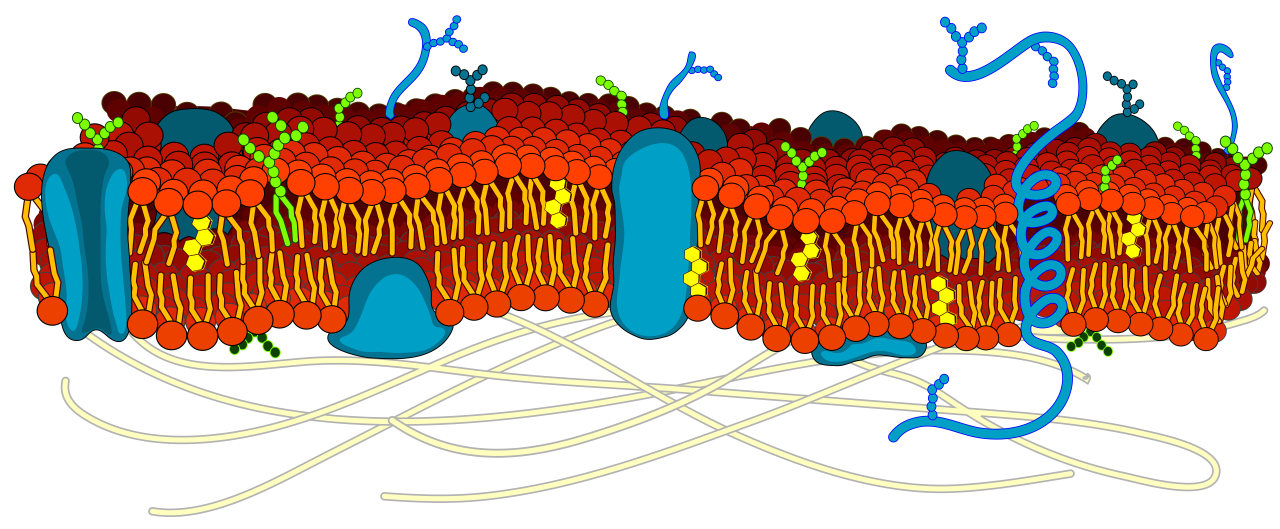 La membrana plasmática, compuesta por una bicapa de fosfolípidos, proteínas e hidratos de carbono