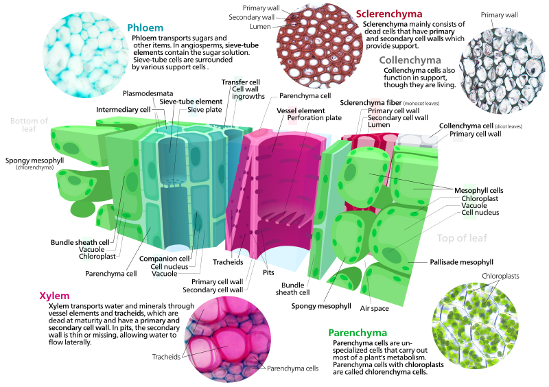 La variedad de tipos celulares y tejidos que se encuentran en una planta.
