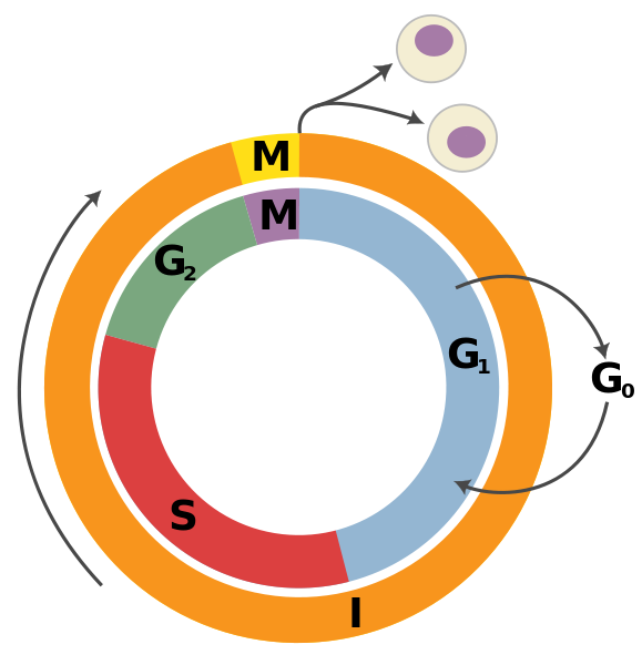 Life cycle of a cell