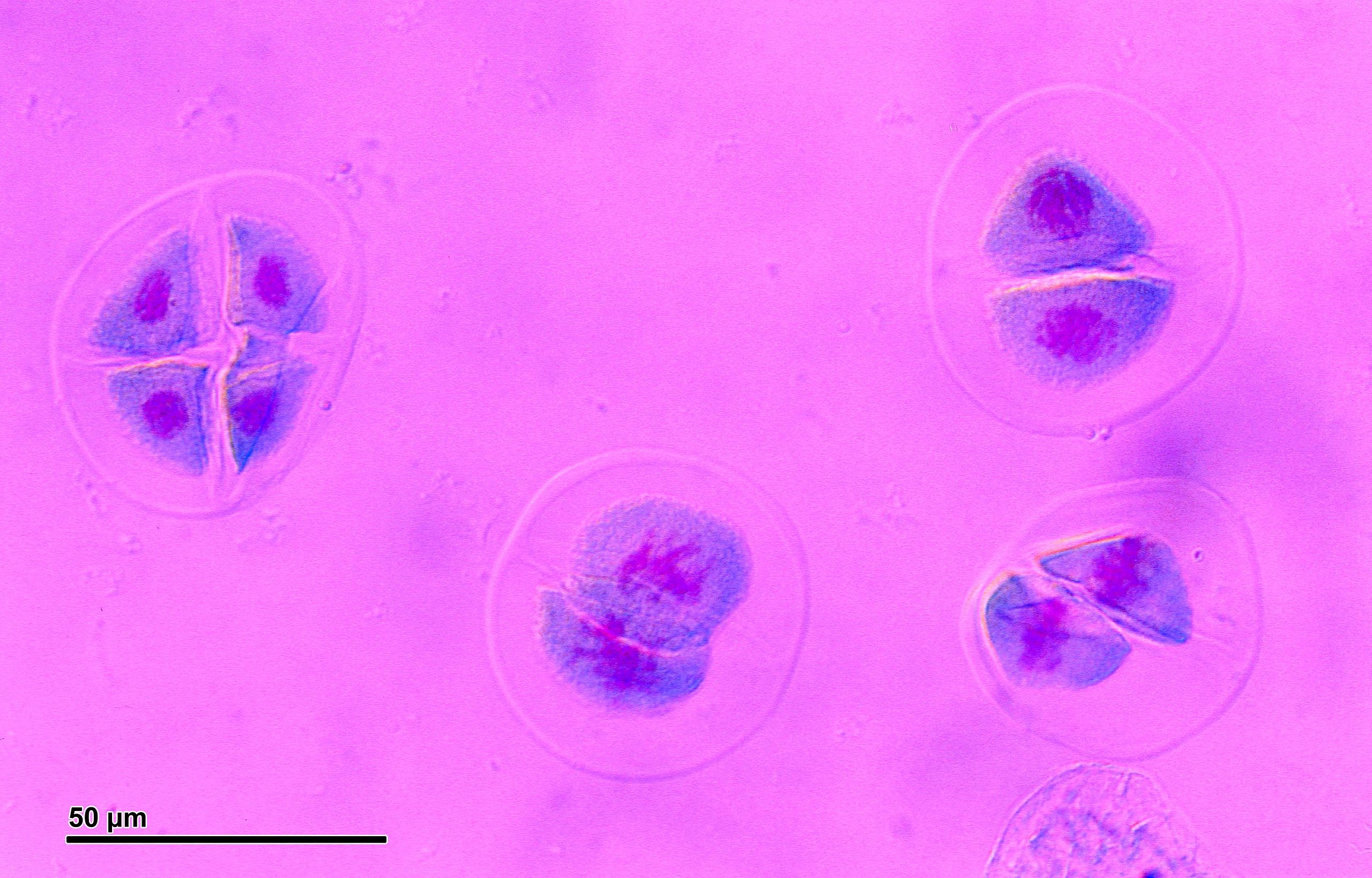 Cuatro células madre. La célula más a la izquierda tiene cuatro núcleos visibles. Las tres celdas de la derecha tienen dos núcleos visibles cada una.