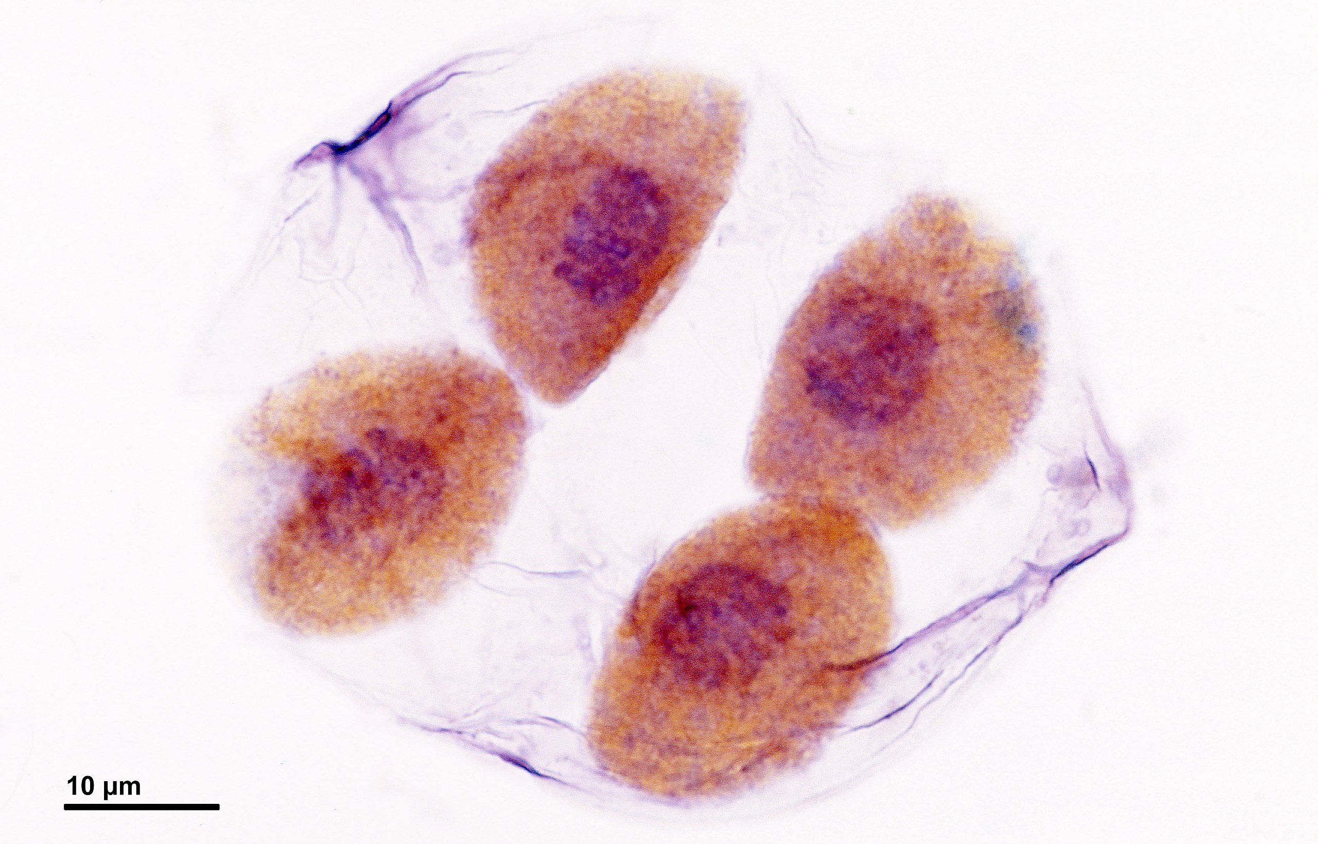 Cuatro células recién formadas, aún dentro de la pared celular de la célula madre. Cada uno tiene un núcleo distinto y su propia pared celular gruesa.