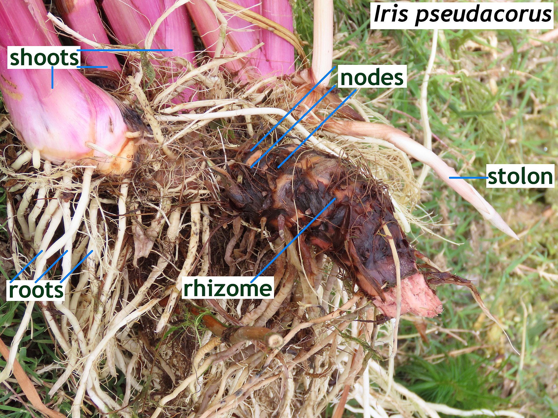 La base de un Iris muestra muchas estructuras morfológicas que emergen alrededor de la misma área.