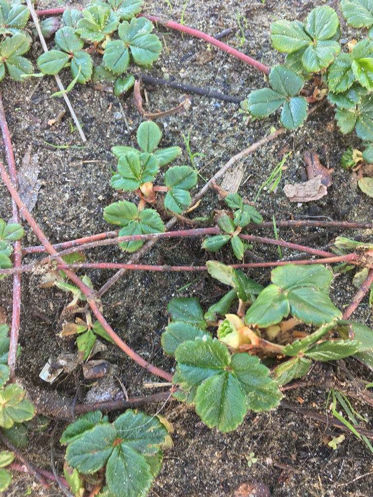 Strawberry plants connected by crisscrossing, above ground stems