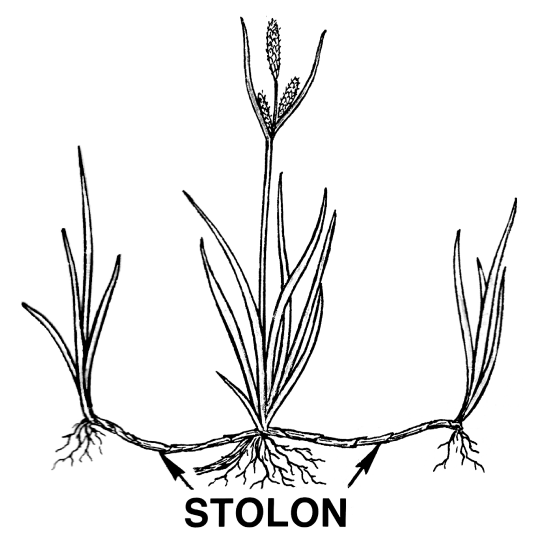 Three distinct plants are connected by horizontal stems (stolons)