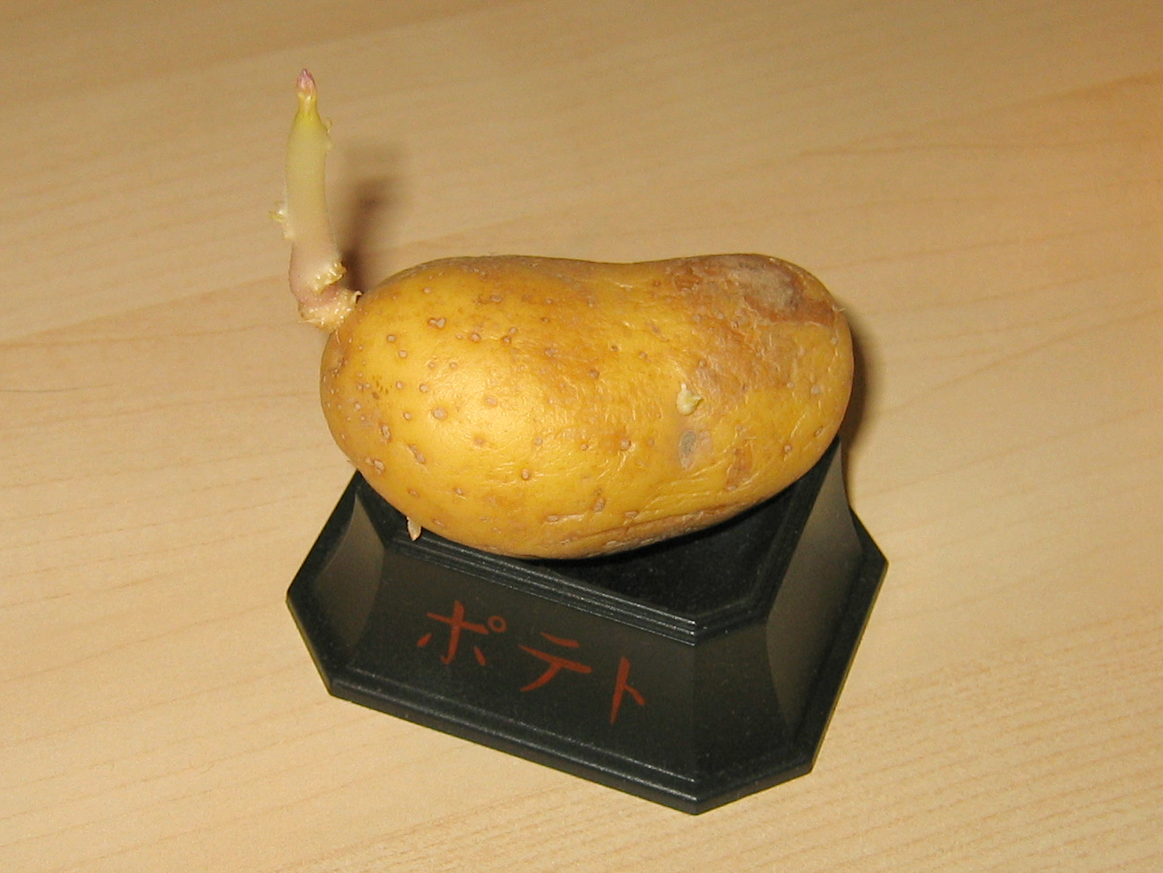 A potato tuber with a shoot growing out of one of the nodes
