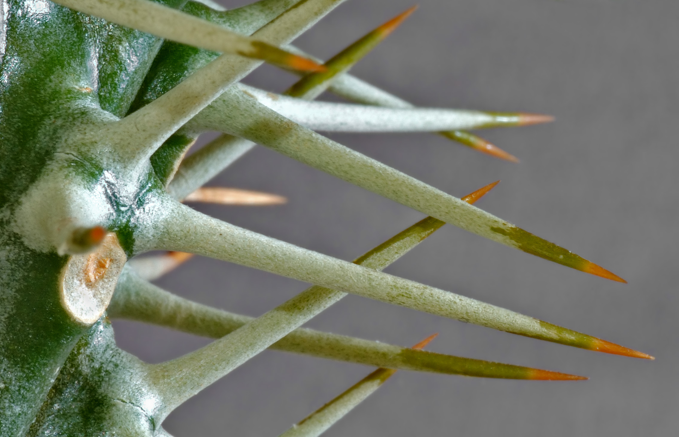 Several spines from a cactus. 