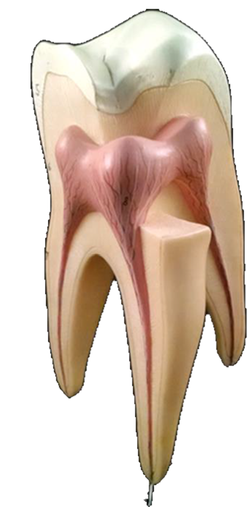 Tooth diagram for labeling.