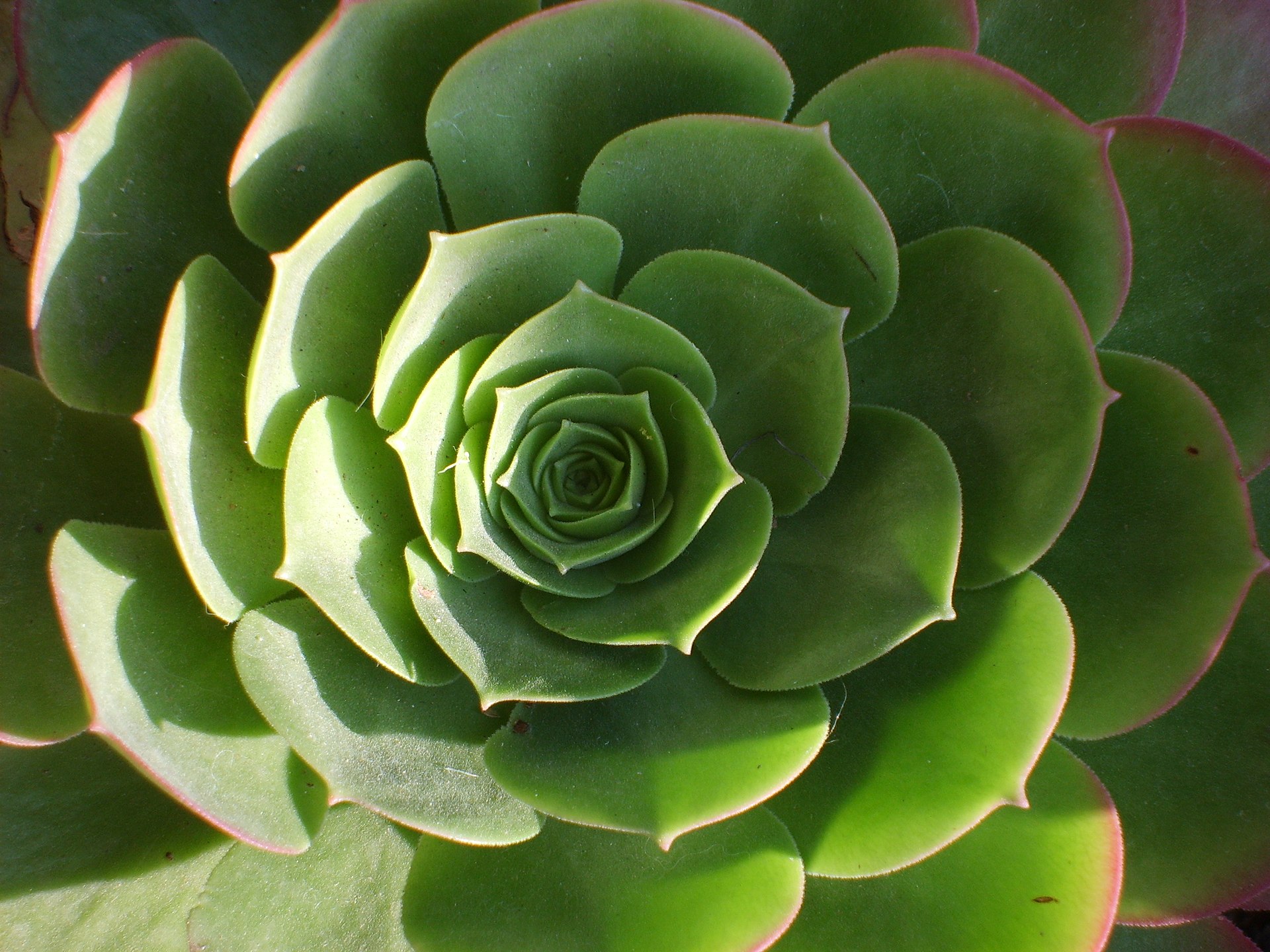 A plant viewed from the top with succulent leaves. The leaves are thicker than normal leaves. 