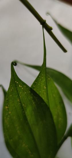 A wide leaf blade with a tip that extends into a tendril curling around an adjacent stem