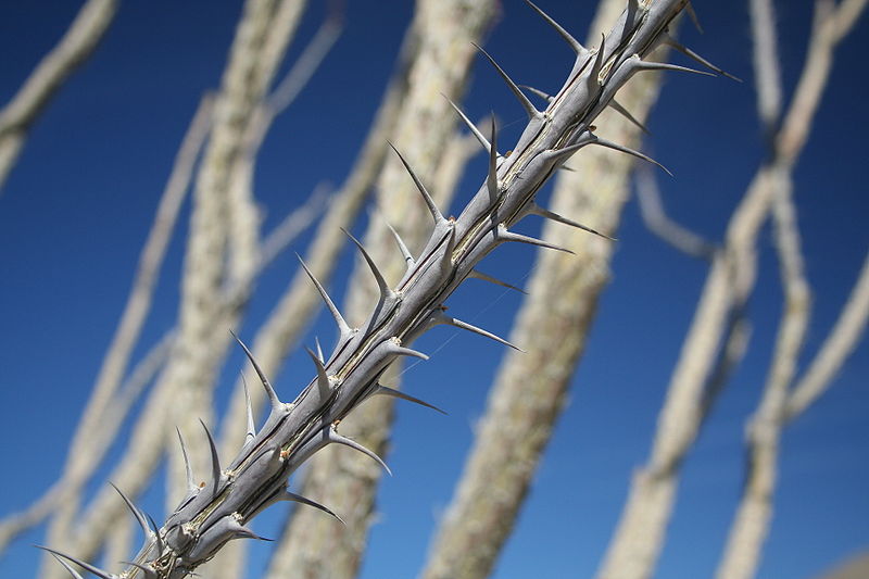 A branch with numerous sharp spines. At the base of each spine there is an axillary bud.