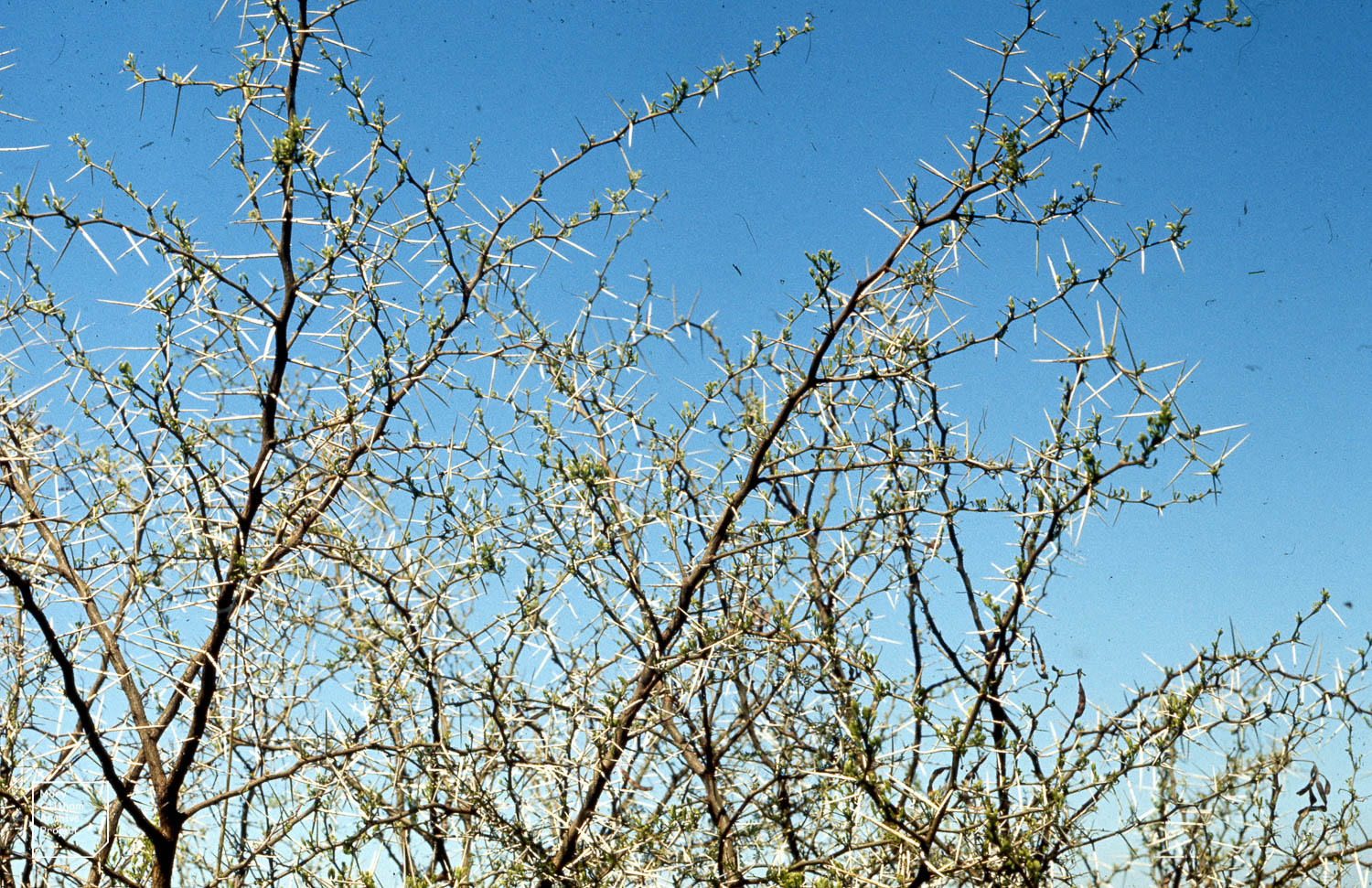 Woody branches with small, newly budding leaves. Each leaf has two large, woody spikes emerging from the base. 