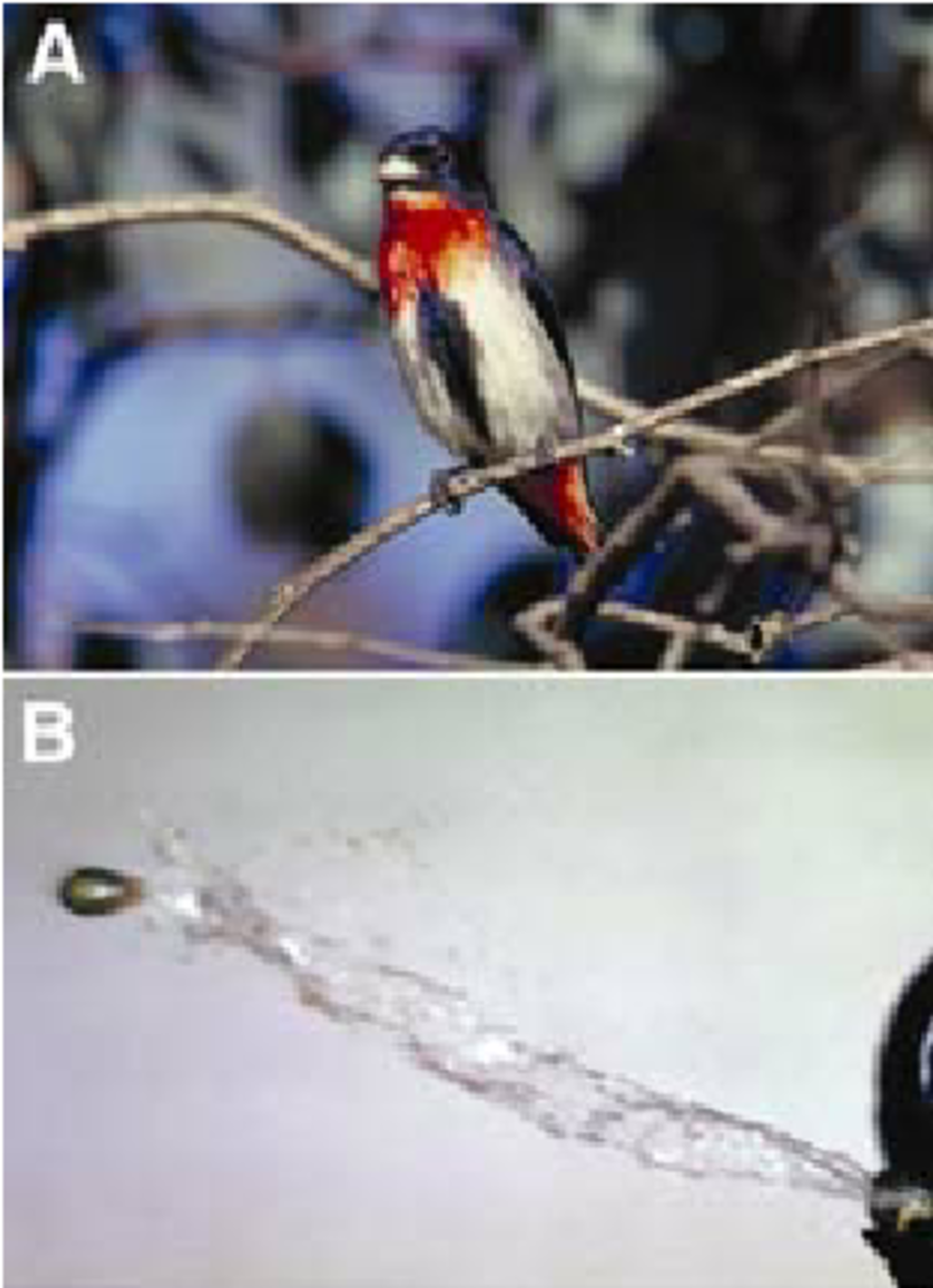 Un ave (A) y una semilla que brotan de una baya, propulsadas por un chorro de agua (B)