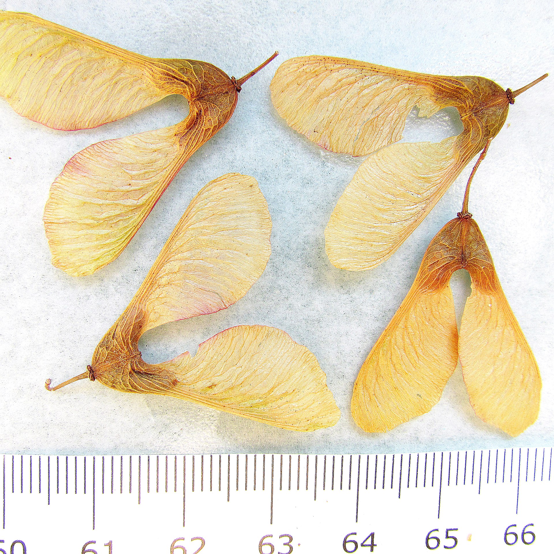 Cuatro juegos de semillas emparejadas (“helicópteros” de arce o frutos), cada semilla tiene un ala larga y plana unida a ella.
