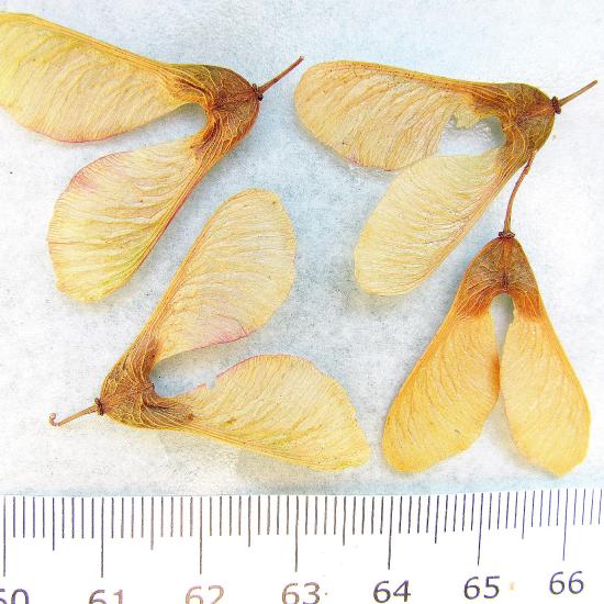 Four sets of paired seeds (maple "helicopters" or fruits), each seed has a long flat wing attached to it. 