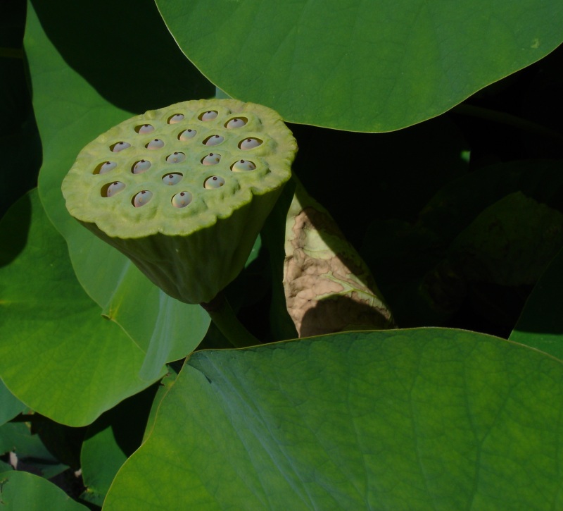 Un fruto de loto. Una estructura tipo copa con muchas semillas incrustadas dentro de ella.