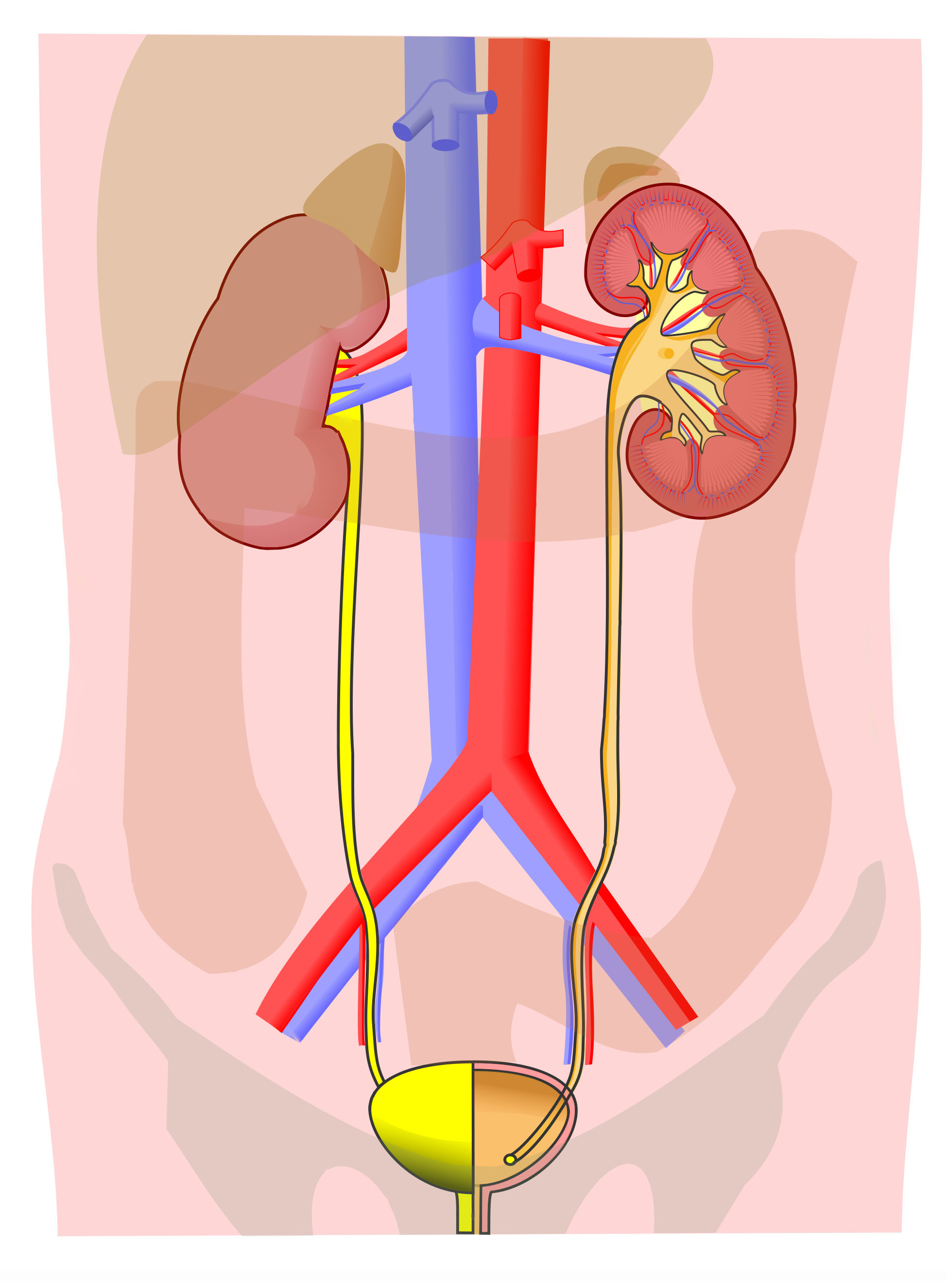 Urinary system diagram for labeling