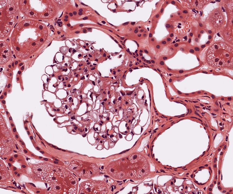 Microscopic image of renal corpuscle for labeling