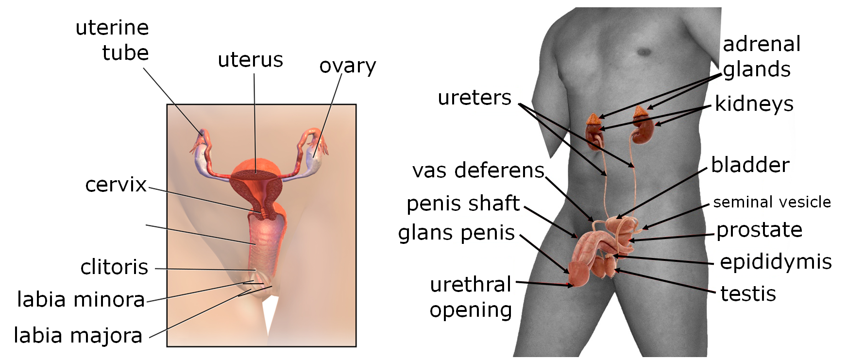 Diagram overview of male and female reproductive systems.