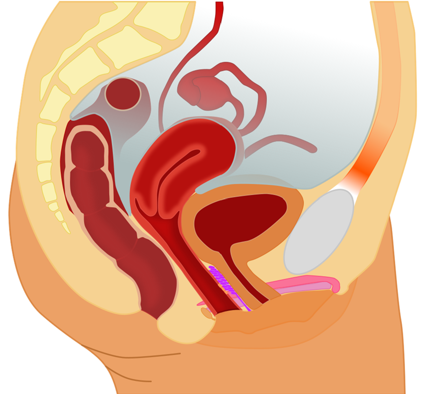 Female reproductive figure for labeling