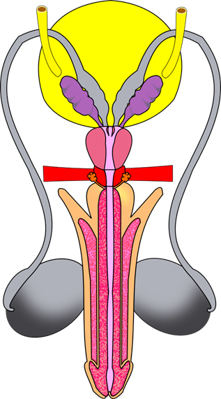 Male reproductive figure for labeling