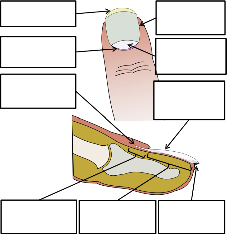 Illustration of a nail cross section for labeling.