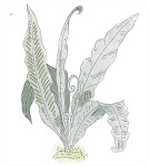 7: Ferns and lycophytes