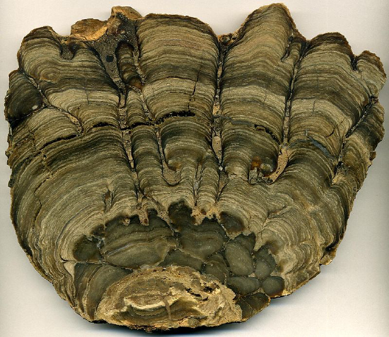 A stromatolite fossil showing many concentric rings of growth radiating outward