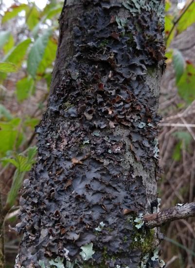 A dark blackish brown lichen growing appressed to a tree trunk