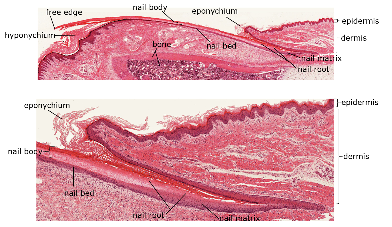 Microscopic image of a cross section of a nail.