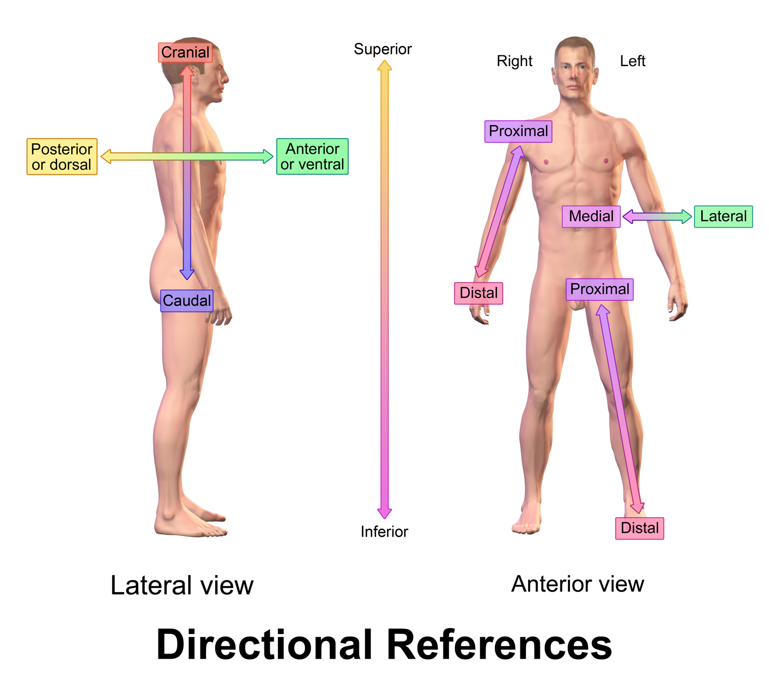 Anatomical Directional terms