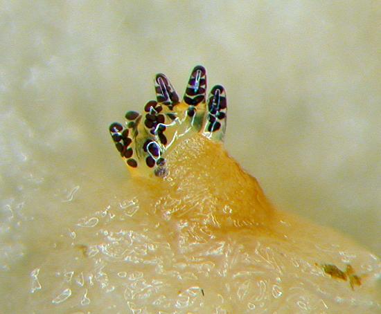 Gelatinous finger-like protrusions (asci) emerge, filled with dark almond-shaped structures (ascospores)