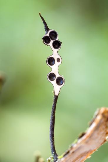 A long section through a Xylaria fruiting structure. In the lumpy portion, the internal tissue is white and surrounds black cavities (the perithecia).