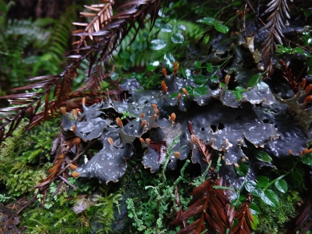 A dark bluish grey lichen growing flat against some moss on the ground