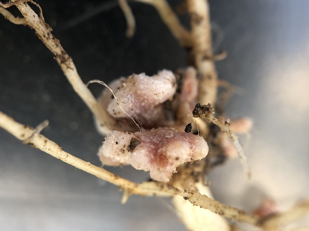 Pinkish growths protruding from a section of roots