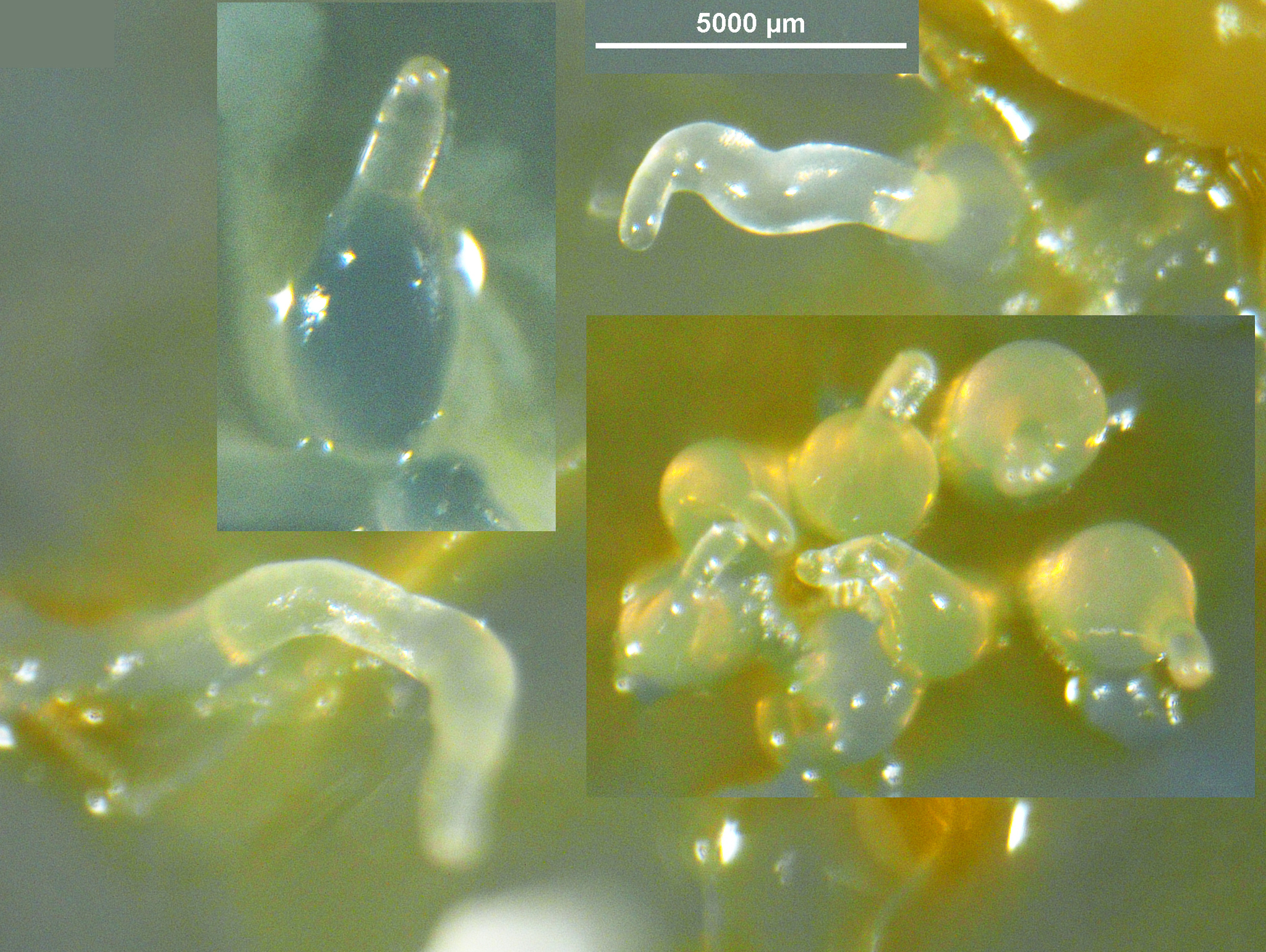 A collage of photos showing the culminating stages of Dictyostelium