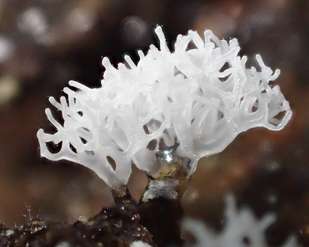 Projections of Ceratiomyxa covered in tiny fruiting structures with thin stalks and globose sporangia. 