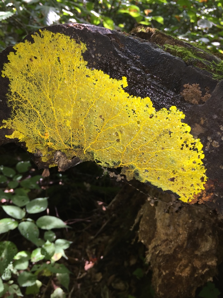 A bright yellow slime has fanned across the surface of some dead wood. Raised veins are visible traversing the plasmodium. 